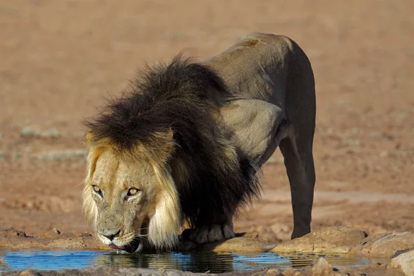 Leão africano a beber — Fotografia de Stock