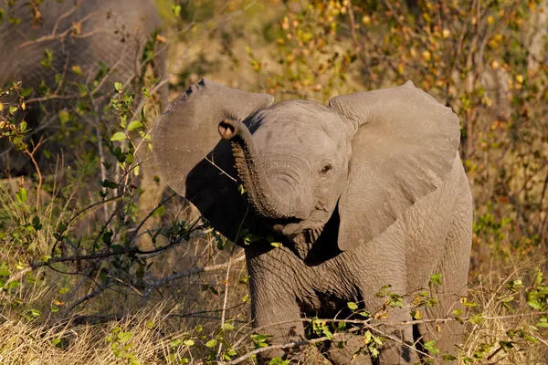Bambino elefante africano — Foto Stock
