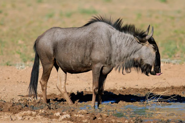 Blue wildebeest — Stock Photo, Image