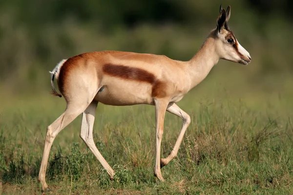 Bronzen springbok antelope — Stockfoto