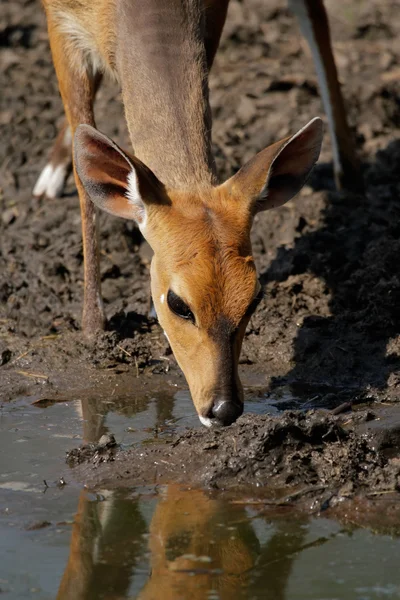 Бушбакская антилопа — стоковое фото