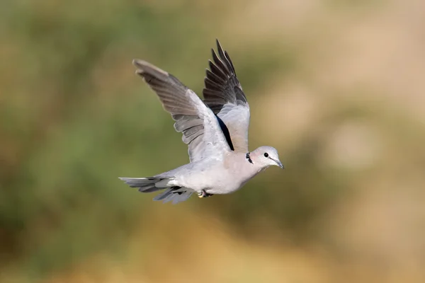 Cape turtle dove under flygning — Stockfoto
