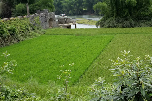 Kínai rizs mezők — Stock Fotó