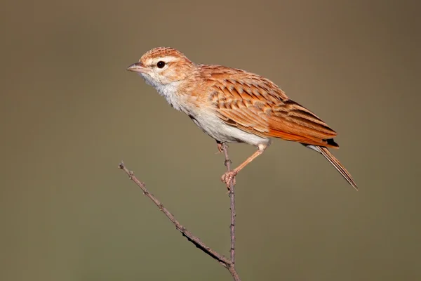 Fawn colored lark — Stock Photo, Image