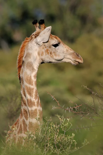 Giraffe portrait — Stock Photo, Image
