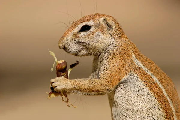 Grond eekhoorn — Stockfoto