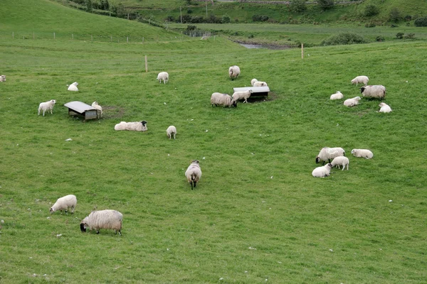 Irish sheep farm — Stock Photo, Image