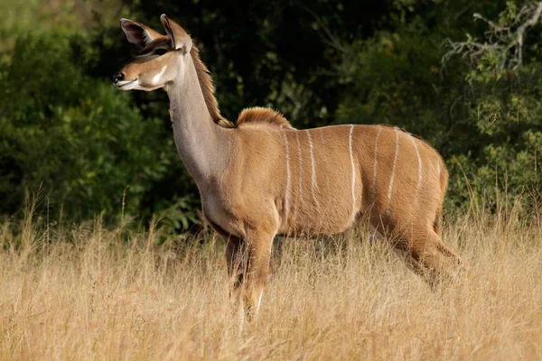 Antilop. — Stok fotoğraf