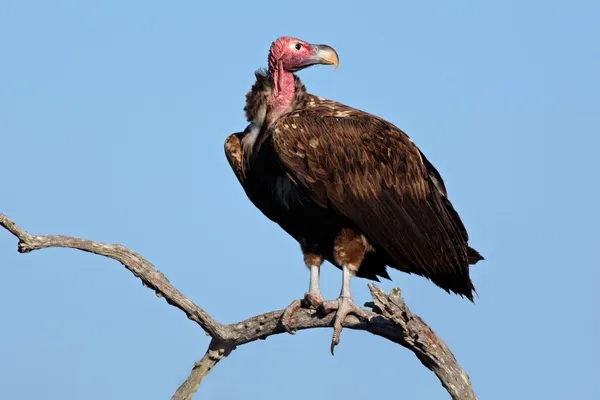 Avvoltoio dalla faccia appellata — Foto Stock