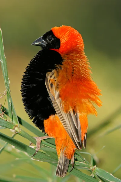 Samec červený biskup pták — Stock fotografie