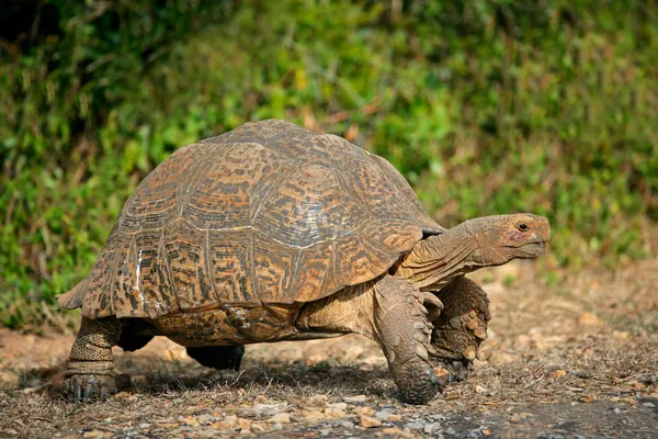 Berg sköldpadda — Stockfoto
