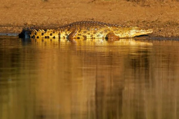 Nile crocodile — Stock Photo, Image