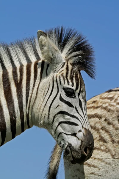 Retrato de Zebra das planícies — Fotografia de Stock