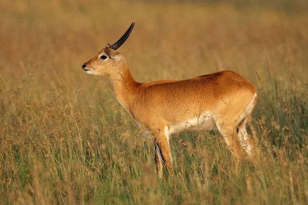 Röd lechwe antilop — Stockfoto
