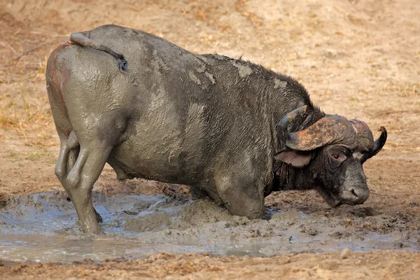 Afrikanischer Büffelbulle — Stockfoto