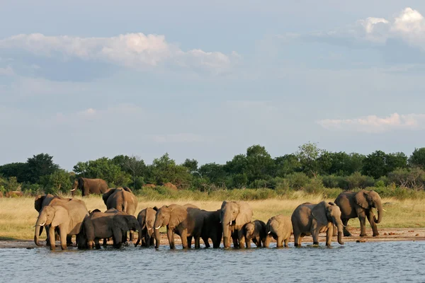 Африканские слоны — стоковое фото