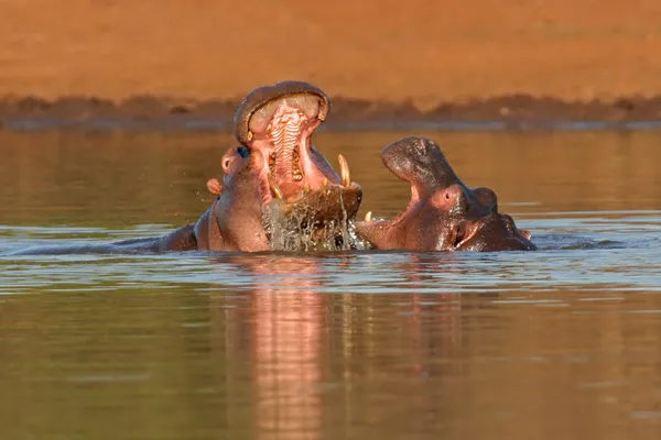 Hipopótamo agressivo — Fotografia de Stock