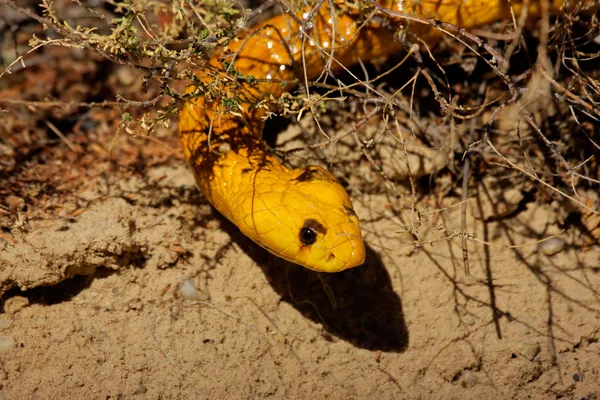 Cape Kobra — Stok fotoğraf