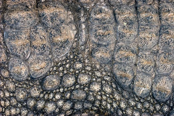 Crocodilo fundo da pele — Fotografia de Stock