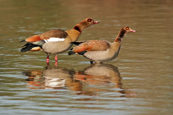 Egyptian geese — Stock Photo, Image