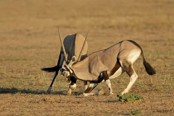 stock image Fighting Gemsbok