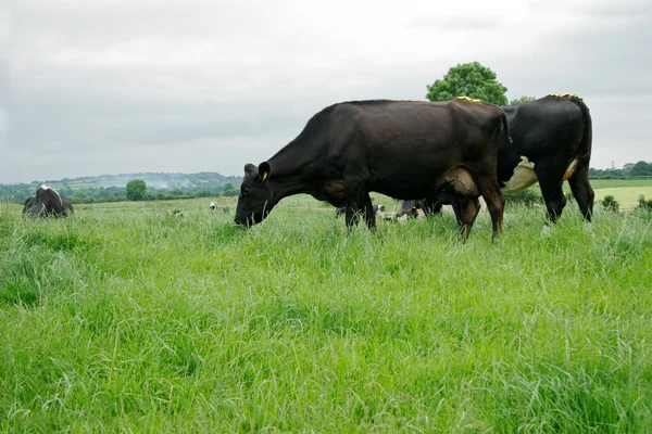 Freisian krów mlecznych — Zdjęcie stockowe
