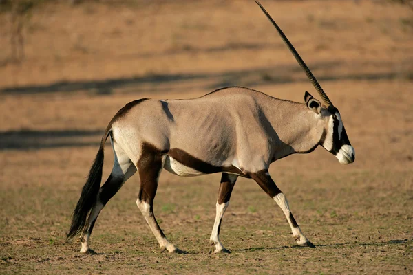 Gemsbok antelope — Stock Photo, Image