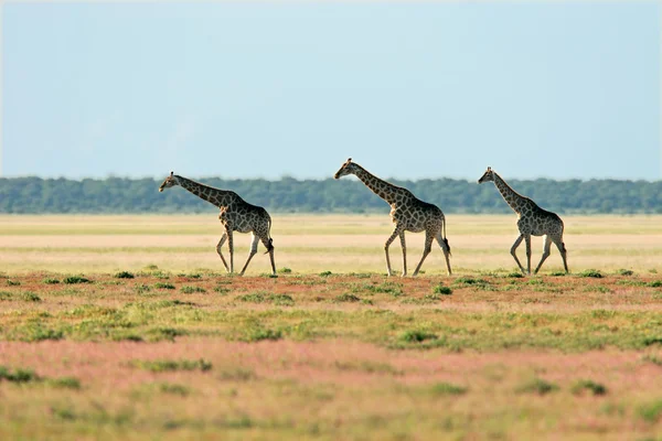 Paesaggio giraffa — Foto Stock