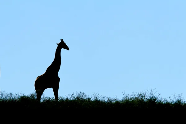 Giraffe silhouette — Stock Photo, Image