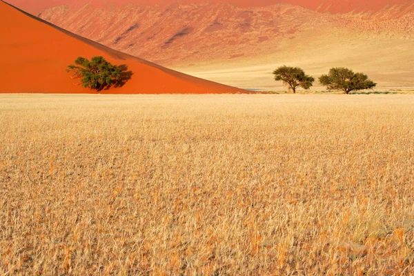 Hierba, dunas y árboles — Foto de Stock