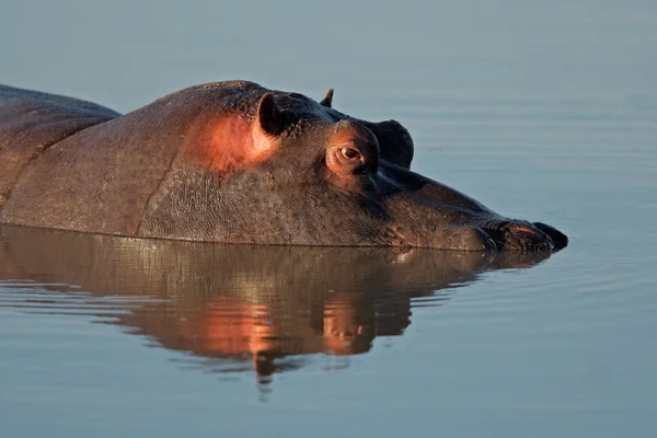 Hipopótamo —  Fotos de Stock