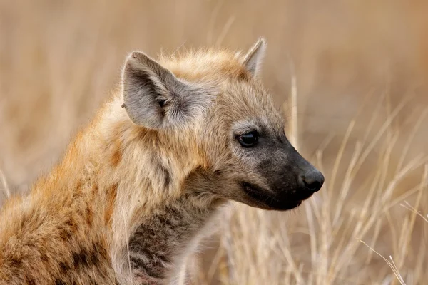 Hyena portrét — Stock fotografie