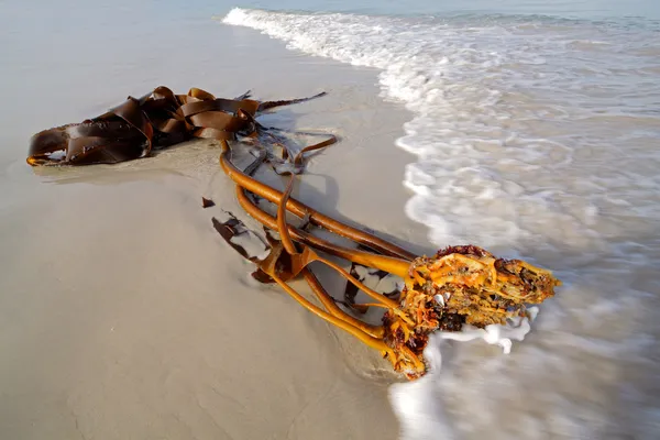 Kelp en la playa —  Fotos de Stock