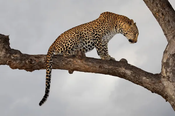 Leopard în copac — Fotografie, imagine de stoc