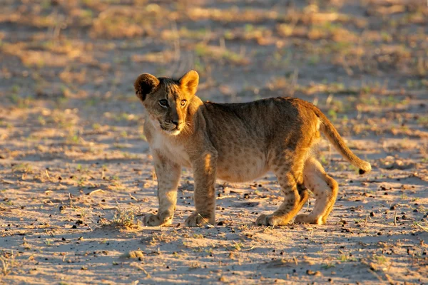 Small lion cub — Stock Photo, Image