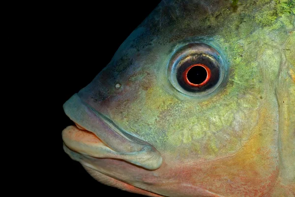 Nembwe fish portrait — Stock Photo, Image