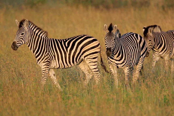 Plains Zebra 's — Stockfoto