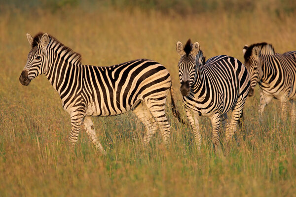Plains (Burchell's) Zebras (Equus quagga), South Africa