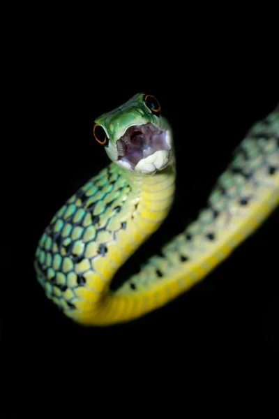 Foltos bush kígyó — Stock Fotó