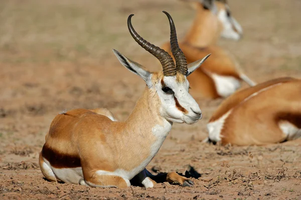 Springbok antelope — Stock Photo, Image