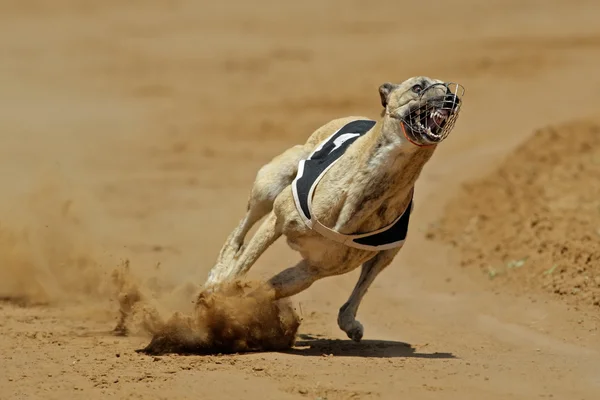 短跑灵狮 — 图库照片
