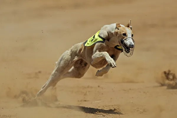 Sprinting greyhound — Stock Photo, Image