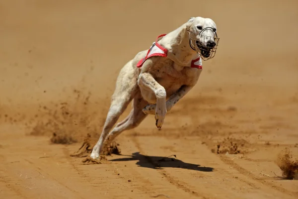 Cão cinzento Sprinting — Fotografia de Stock