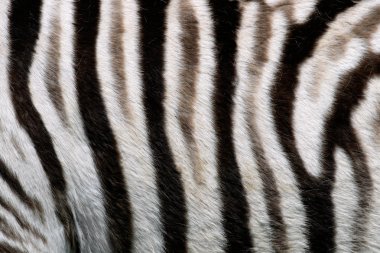 Zebra skin clipart