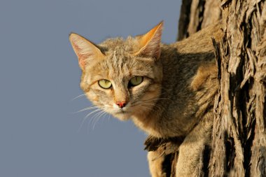 African wild cat clipart