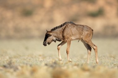 Mavi wildebeest buzağı