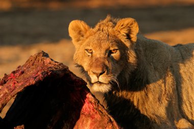 Afrika aslanı besleme