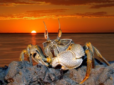 Ghost crab on rocks clipart