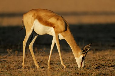 Grazing springbok antelope clipart