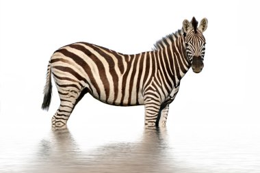 su yansıması ile izole zebra